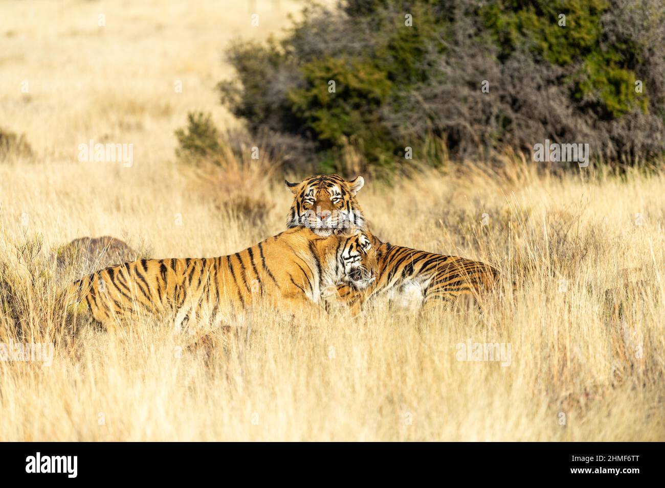 Tigre du Bengale (Panthera tigris tigris) tigre femelle frottant contre un mâle, Tiger Canyon Farm, Philippolis, Afrique du Sud Banque D'Images