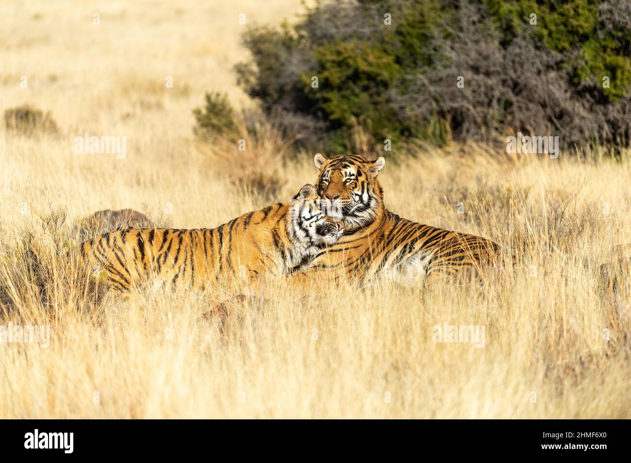 Tigre du Bengale (Panthera tigris tigris) tigre femelle frottant contre un mâle, Tiger Canyon Farm, Philippolis, Afrique du Sud Banque D'Images