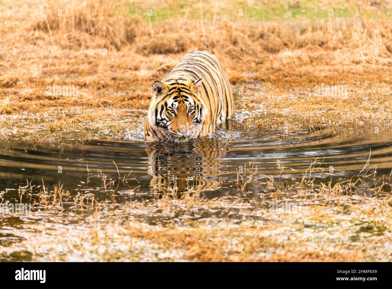 Le tigre du Bengale (Panthera tigris tigris) traverse l'eau, ferme du canyon du tigre, Philippolis, Afrique du Sud Banque D'Images