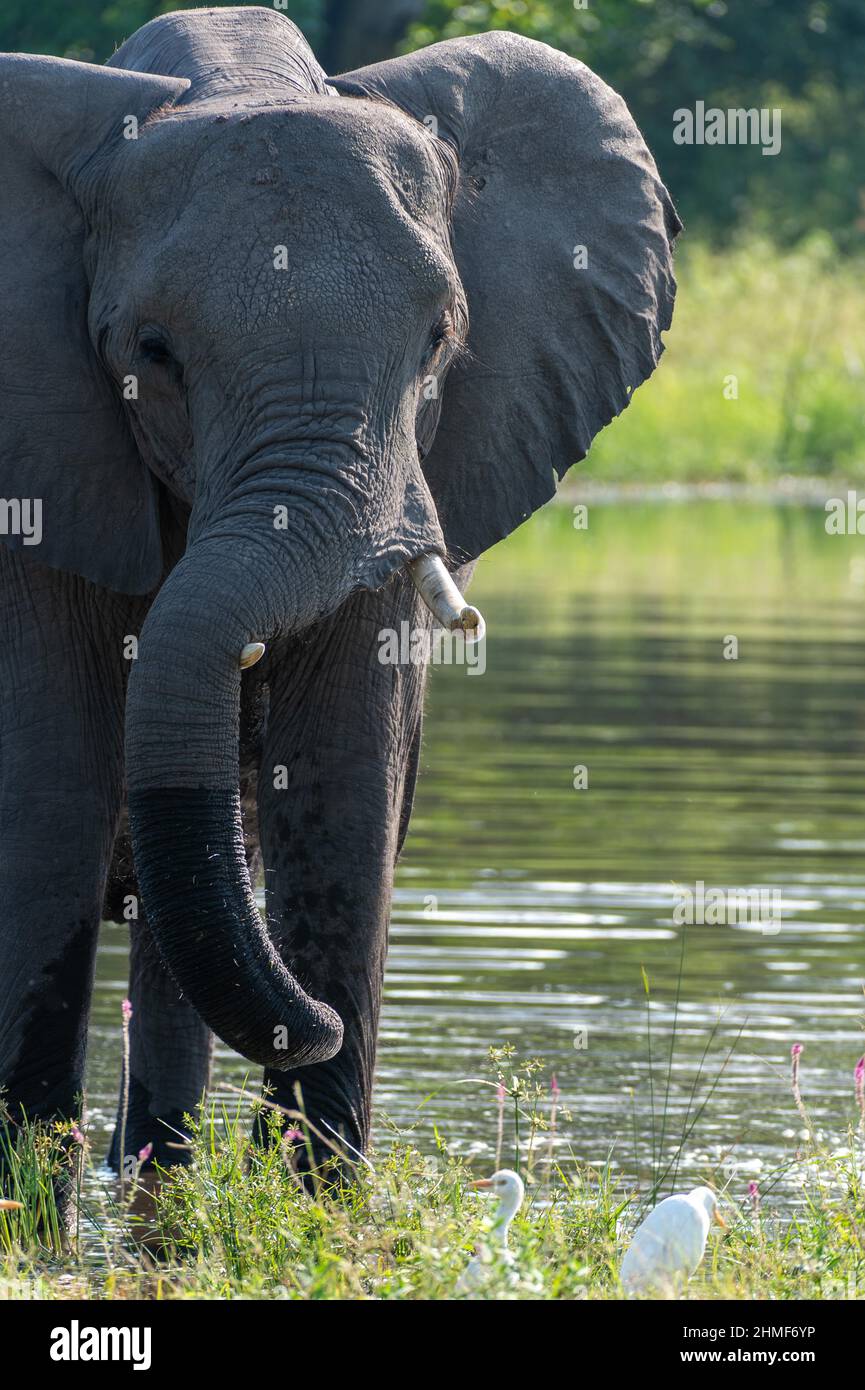 Éléphant d'Afrique (Loxodonta africana) dans l'eau du delta de l'Okavango, camp de Mombo, Botswana Banque D'Images