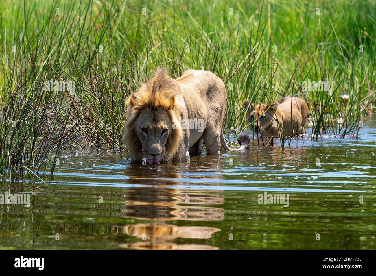 Lion (Panthera leo) Lion avec jeunes marchant dans l'eau, camp des plaines de Vumbura, Botswana Banque D'Images