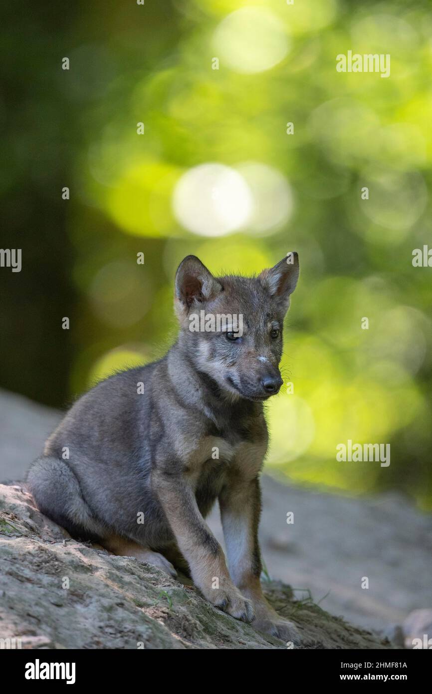 Loup gris (Canis lupus), jeunes animaux, petits, progéniture, Neuhaus, Basse-Saxe, Allemagne Banque D'Images