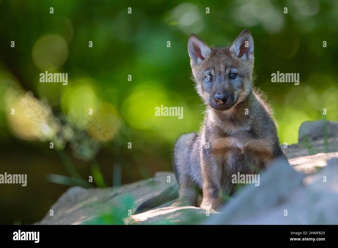 Loup gris (Canis lupus), jeunes animaux, petits, progéniture, Neuhaus, Basse-Saxe, Allemagne Banque D'Images