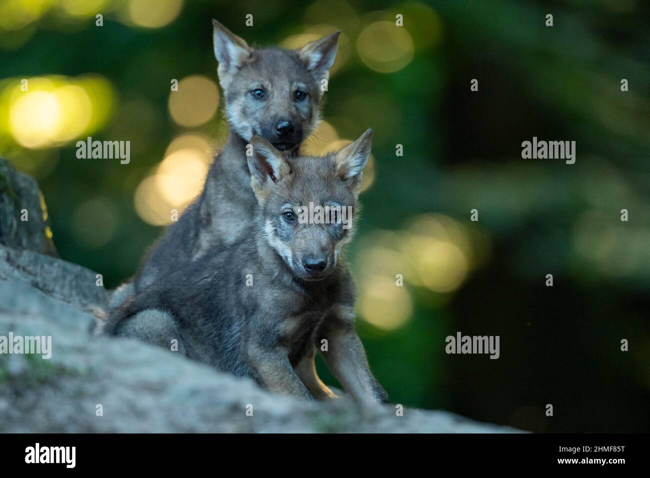 Loup gris (Canis lupus), jeunes animaux, petits, progéniture, Neuhaus, Basse-Saxe, Allemagne Banque D'Images