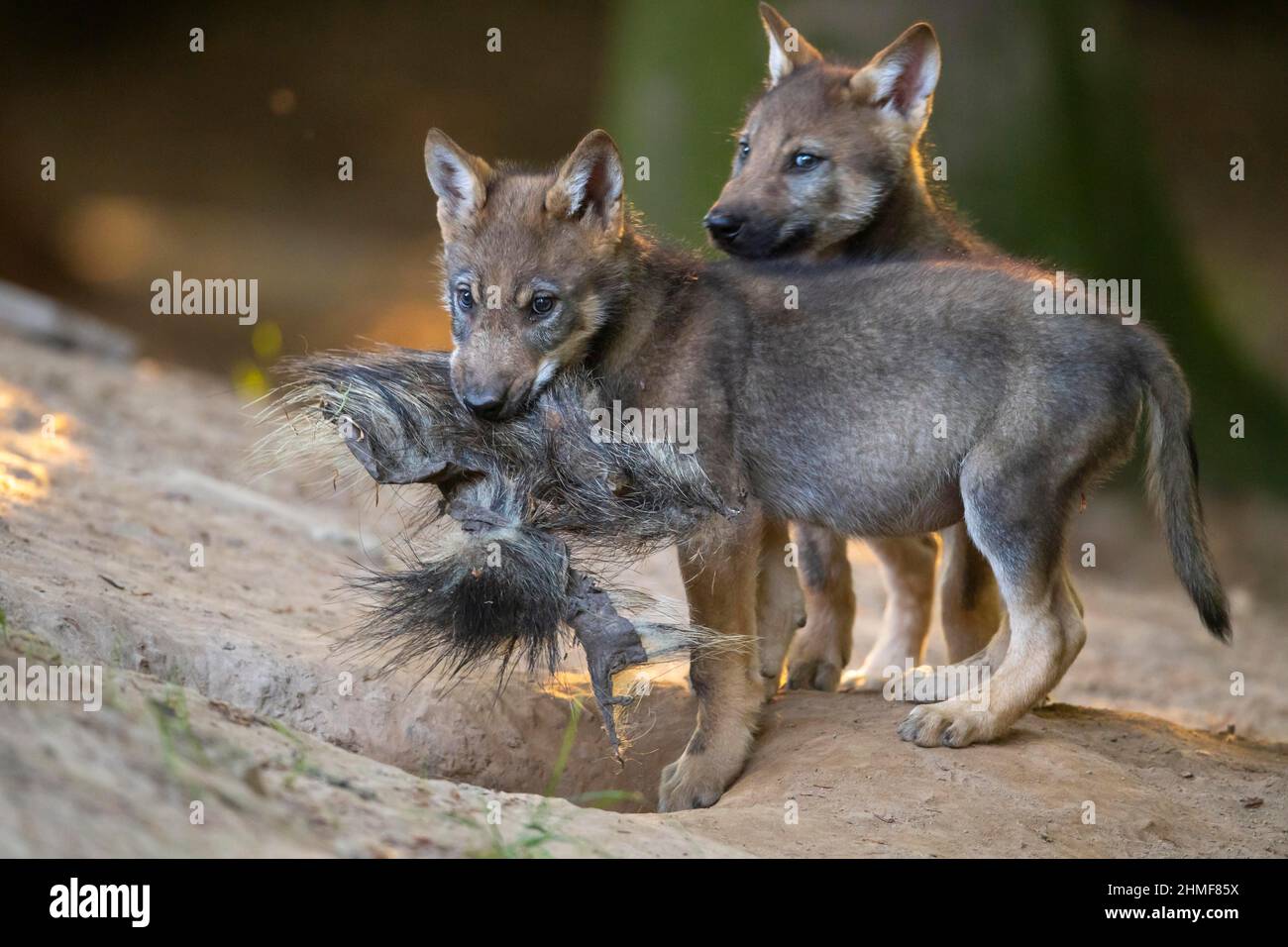 Loup gris (Canis lupus), jeunes animaux, petits, progéniture, Neuhaus, Basse-Saxe, Allemagne Banque D'Images