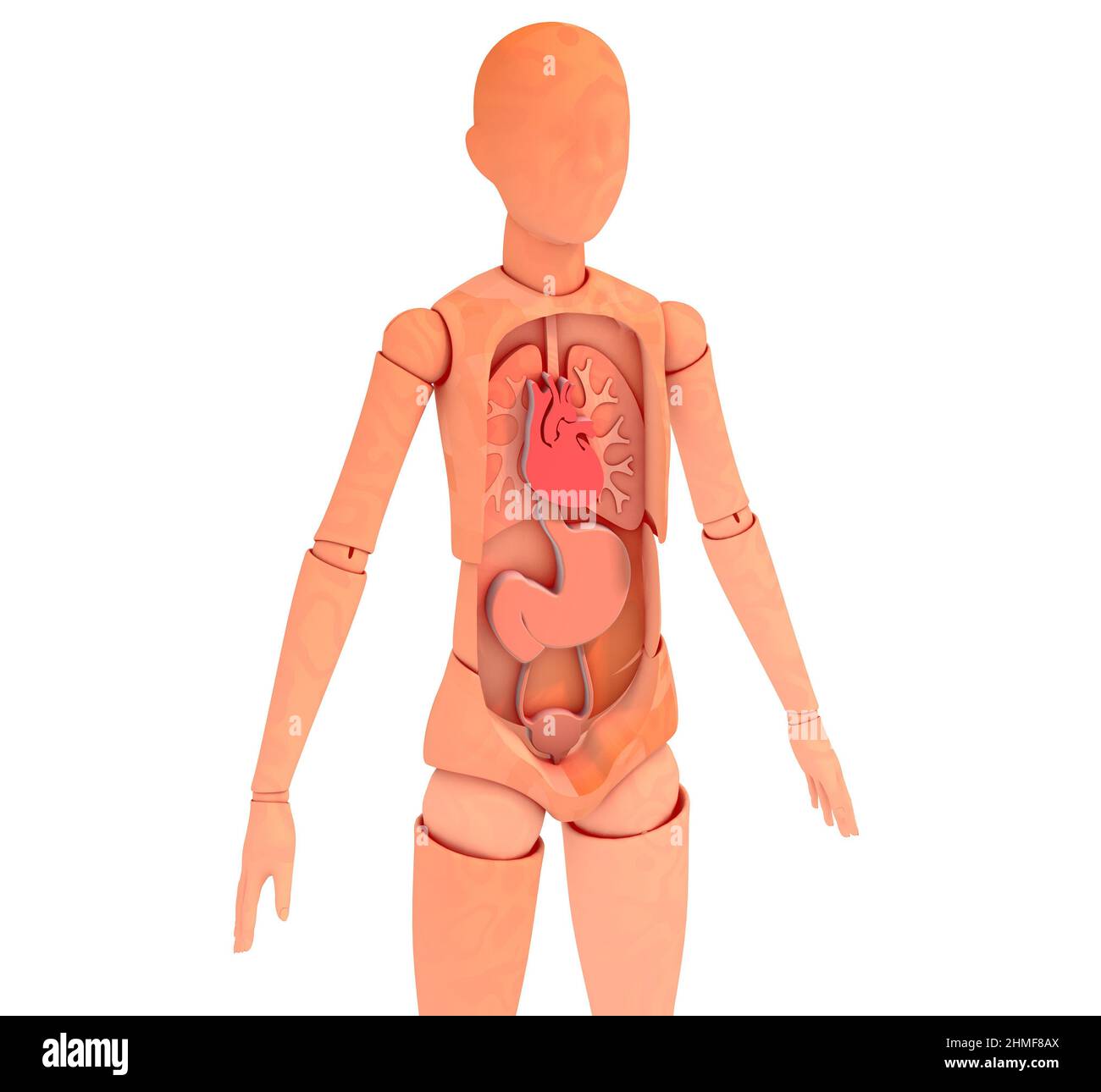 3d illustration du mannequin en bois articulé montrant l'intérieur anatomique. Organes vitaux, image rognée sur fond blanc. Banque D'Images