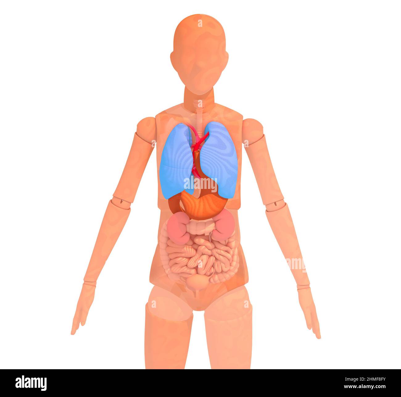3d illustration du mannequin en bois articulé montrant l'intérieur. Organes vitaux anatomiques, image rognée sur fond blanc. Banque D'Images