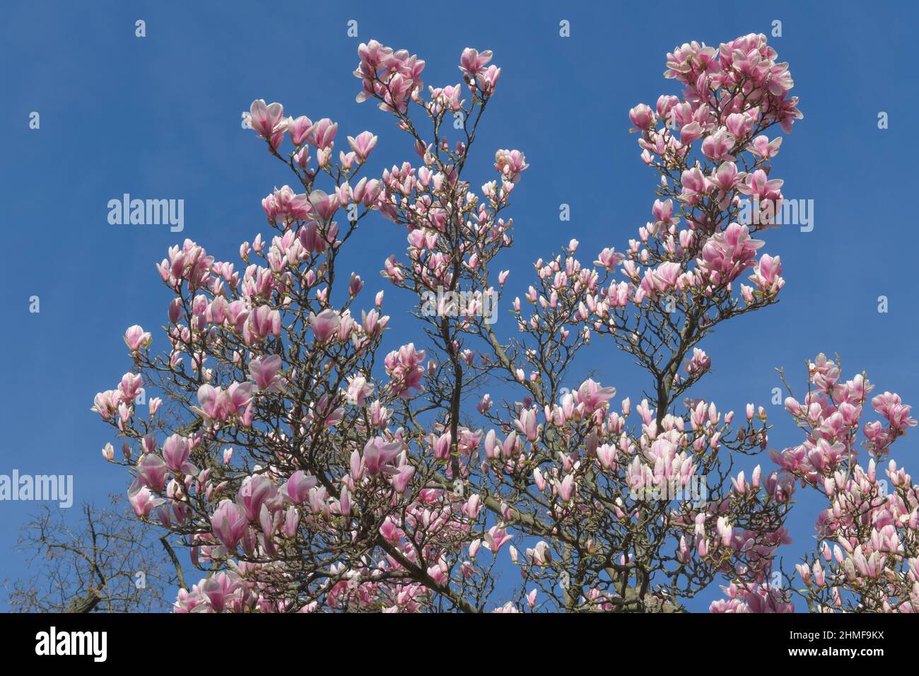 Magnolias rose clair (Magnolia) Banque D'Images