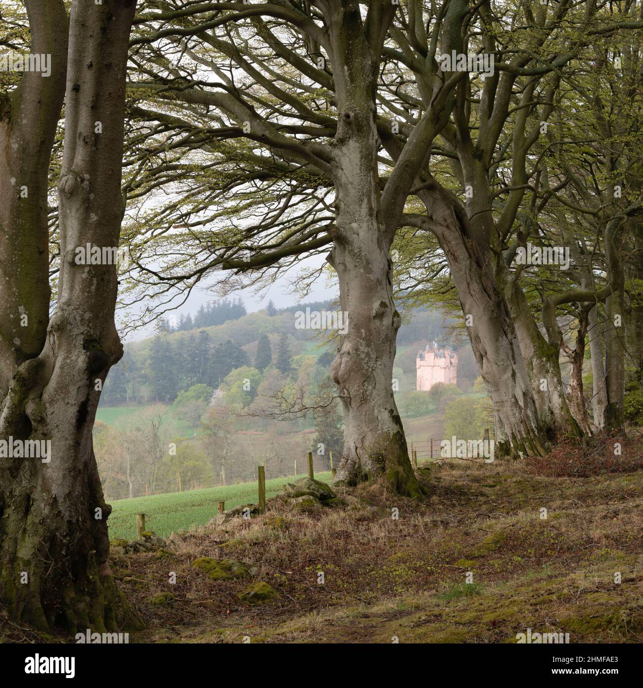 Le château rose de Craigievar en Écosse, un matin de Misty au printemps vu d'un bois de hêtre (Fagus sylvatica) Banque D'Images
