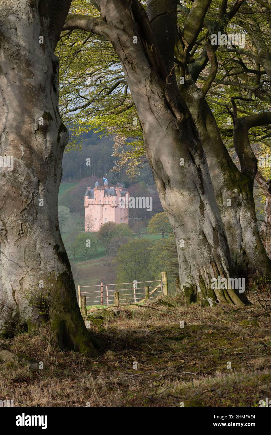 Une vue de printemps du château de l'Harled Rose à Craigievar situé sur un flanc de colline boisé et encadré par des arbres de Beech (Fagus sylvatica) Banque D'Images