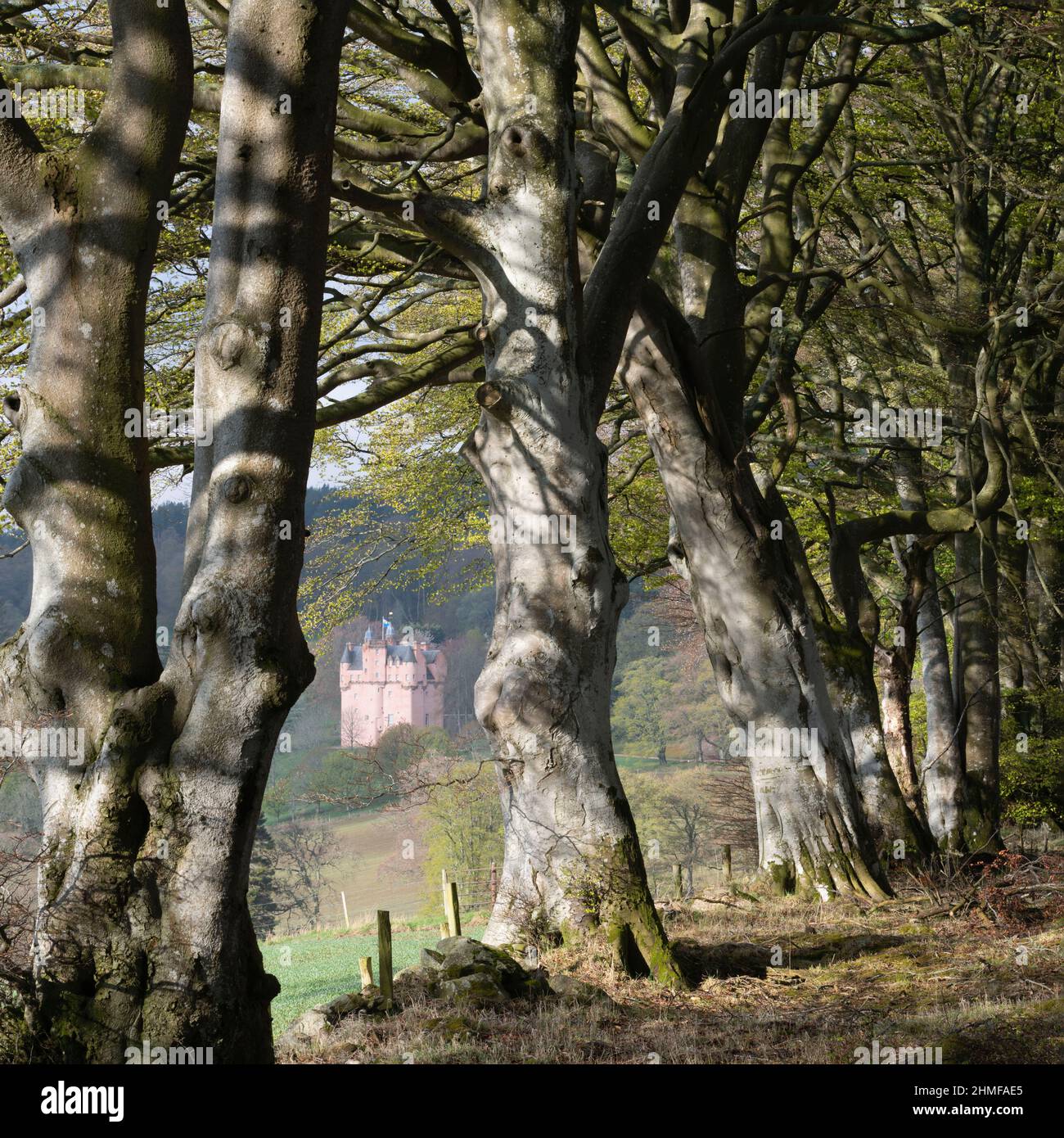 Les chutes du soleil de Spring se sont envolées sur une ligne d'arbres de Beech (Fagus sylvatica) avec une vue à travers le château de Craigievar sur un flanc de colline adjacent Banque D'Images