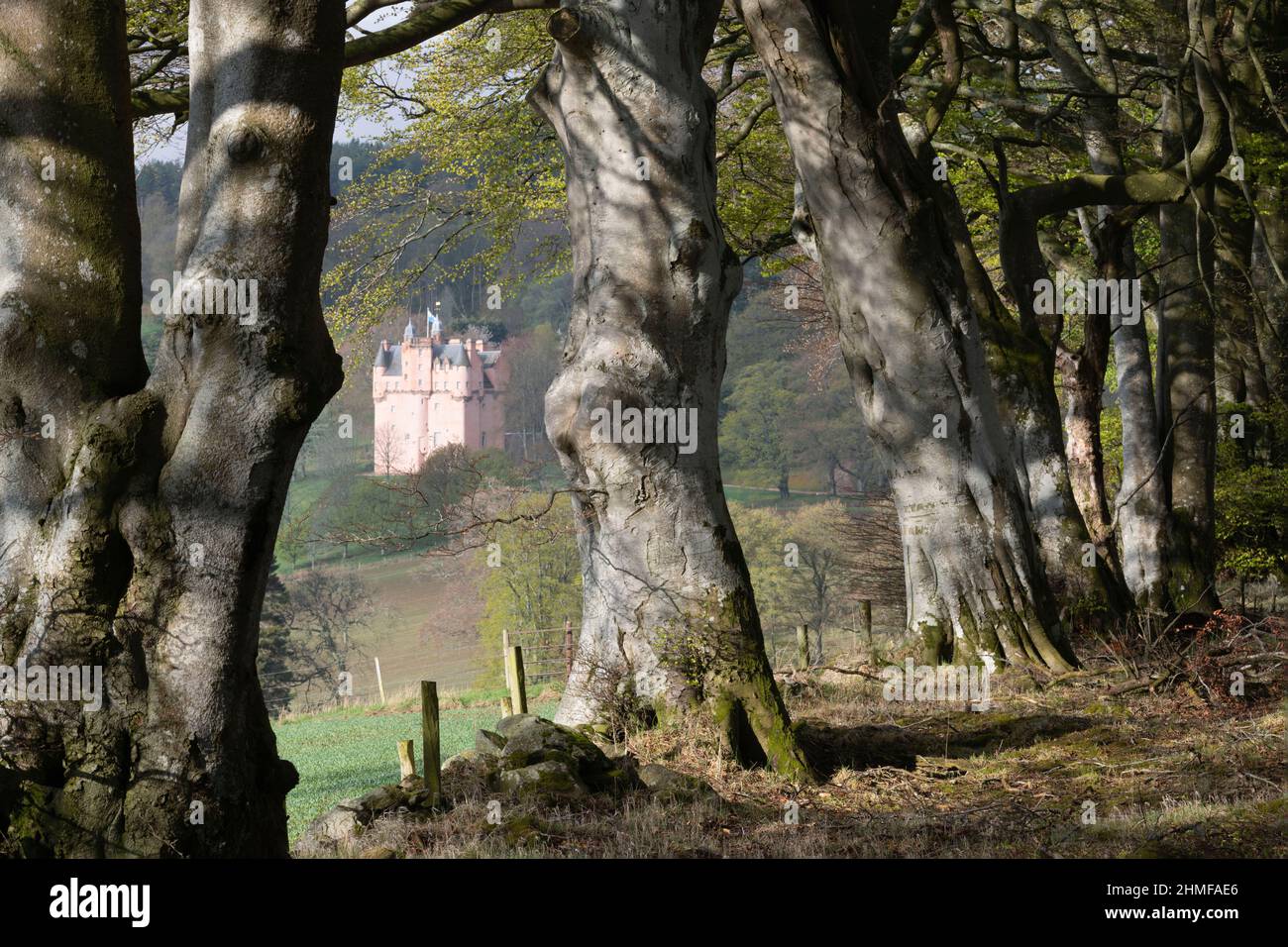 Château de Craigievar à Aberdeenshire vu par une ligne d'arbres de Beech (Fagus sylvatica) le matin du printemps Banque D'Images
