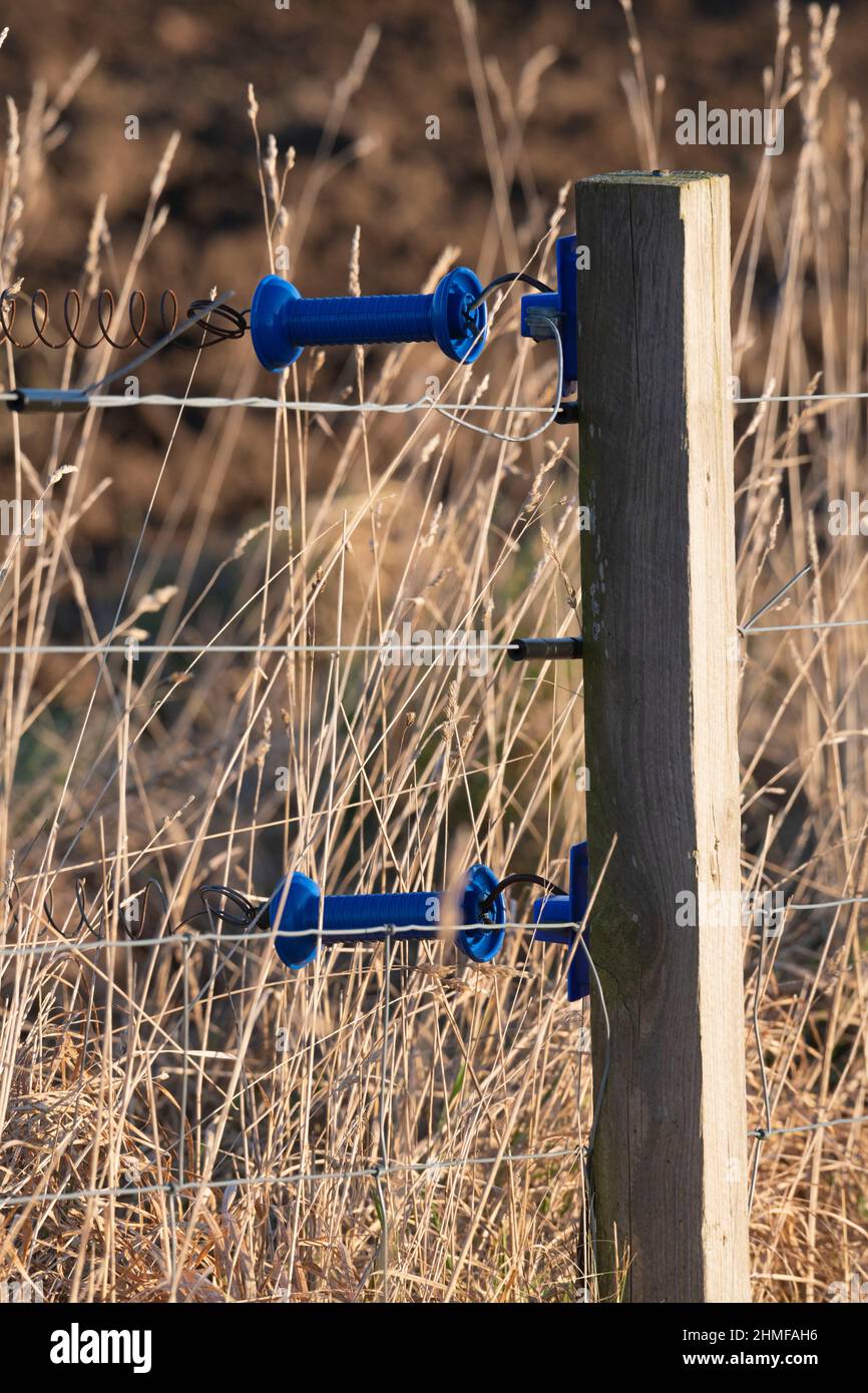 Deux poignées isolantes bleues sur une porte à ressort reliée à une clôture électrique au bord d'un champ agricole Banque D'Images