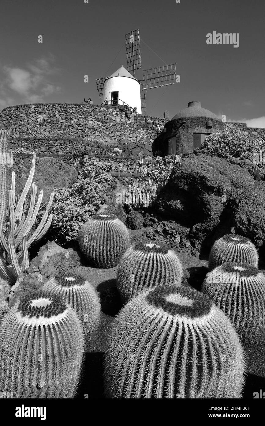 Photographie en noir et blanc, jardin de Cactus, jardin de cactus à Guatiza, Lanzarote, Espagne Banque D'Images