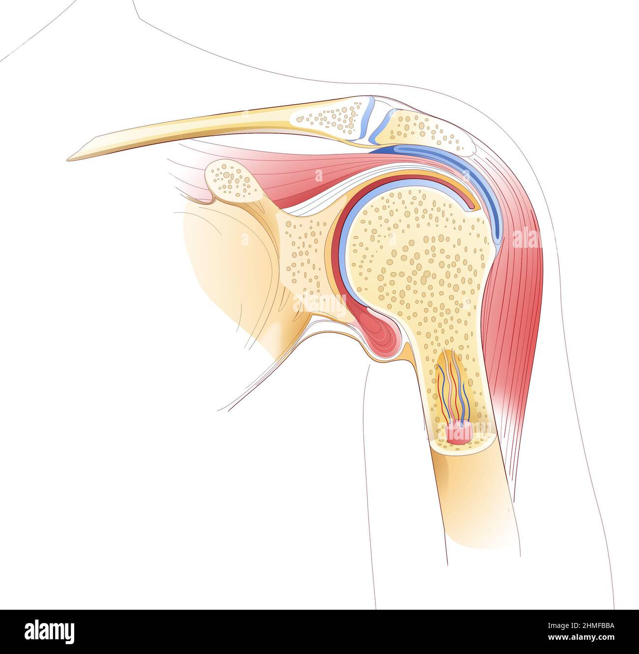 Illustration de la ligne de l'articulation à épaulement. Montrant l'anatomie interne, les os et les muscles. Banque D'Images