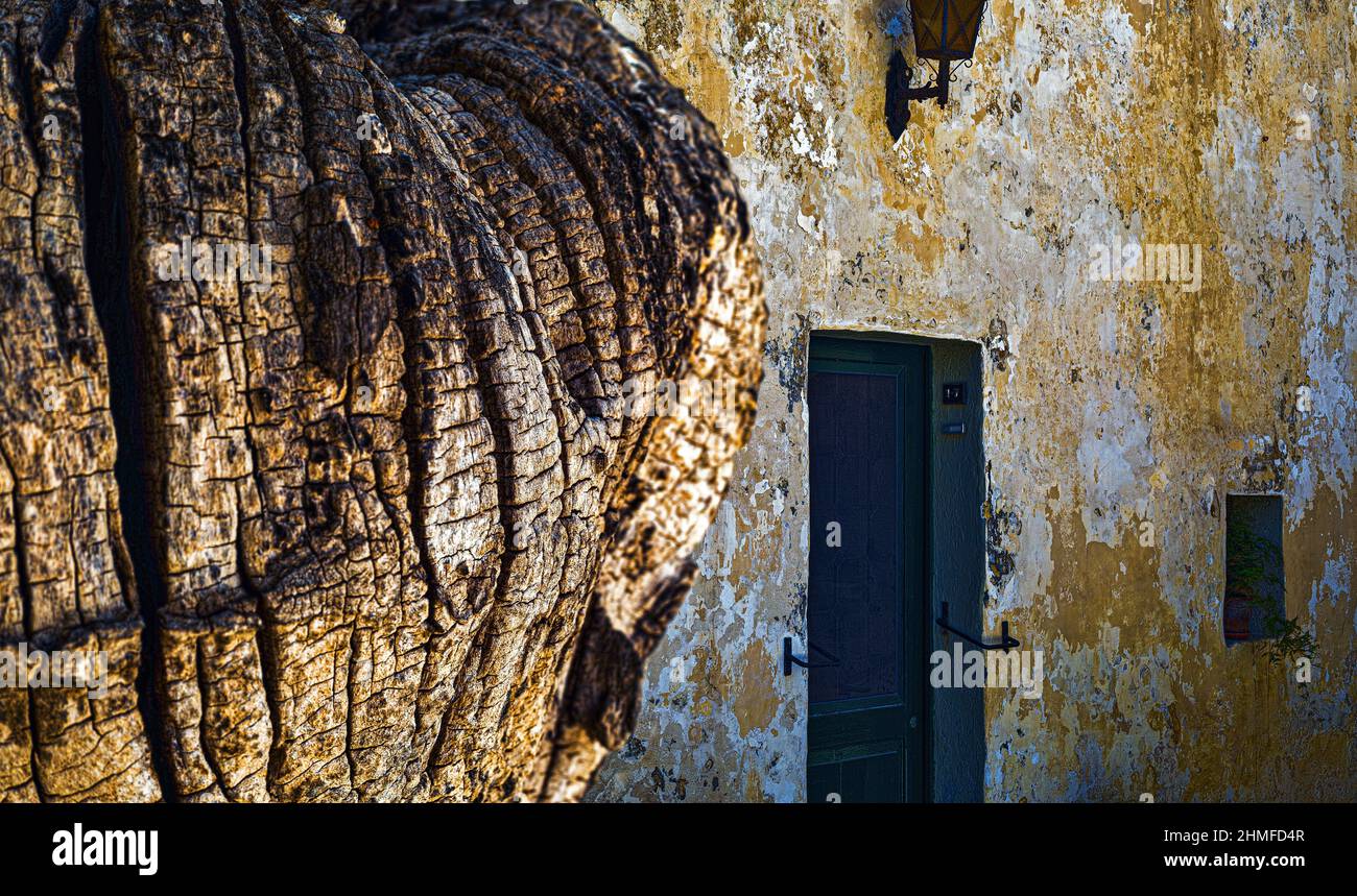 Écorce d'arbre texturée et ancienne façade de la maison à Mdina Banque D'Images