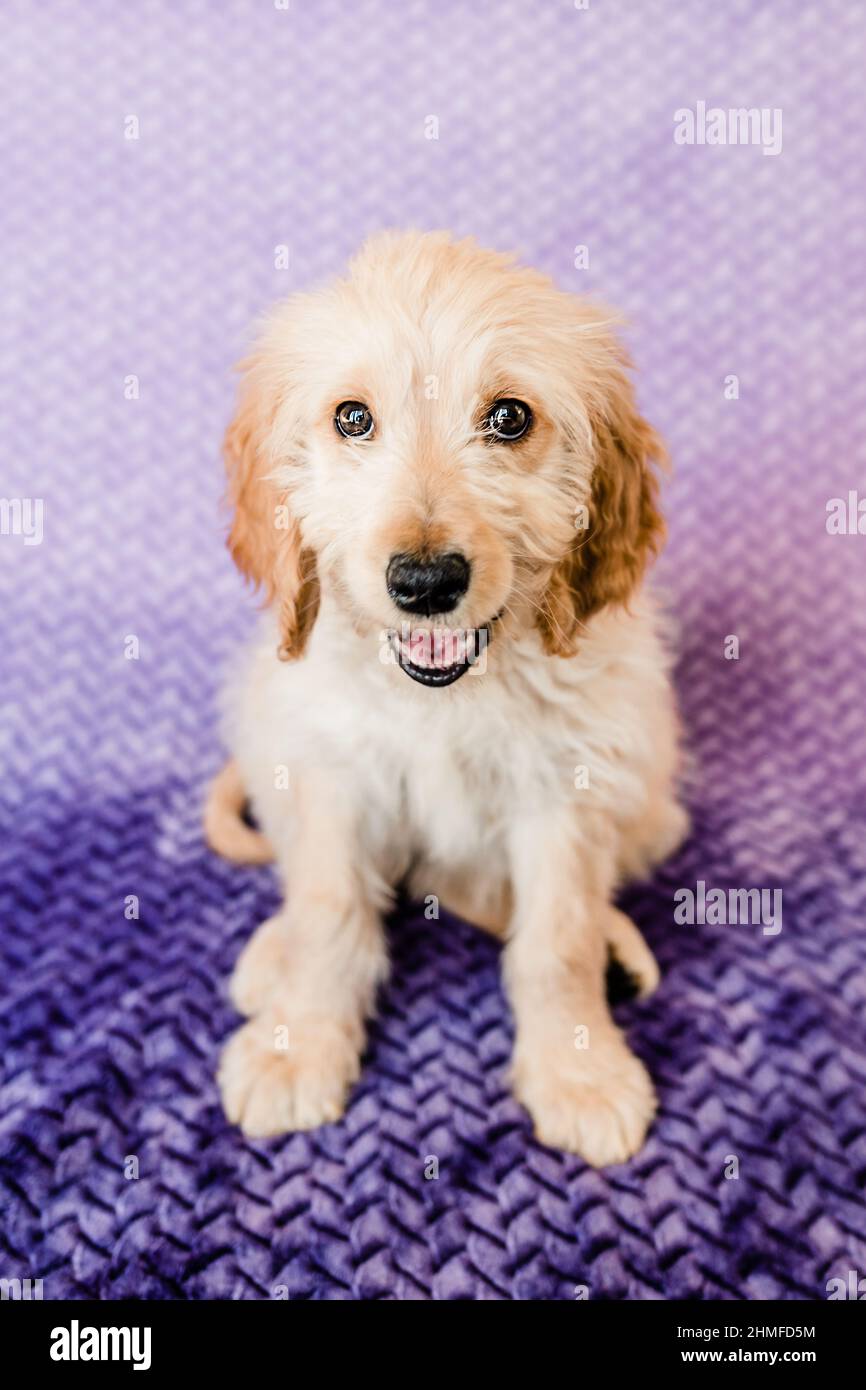 Goldendoodle Puppy souriant sur une couverture mauve Banque D'Images