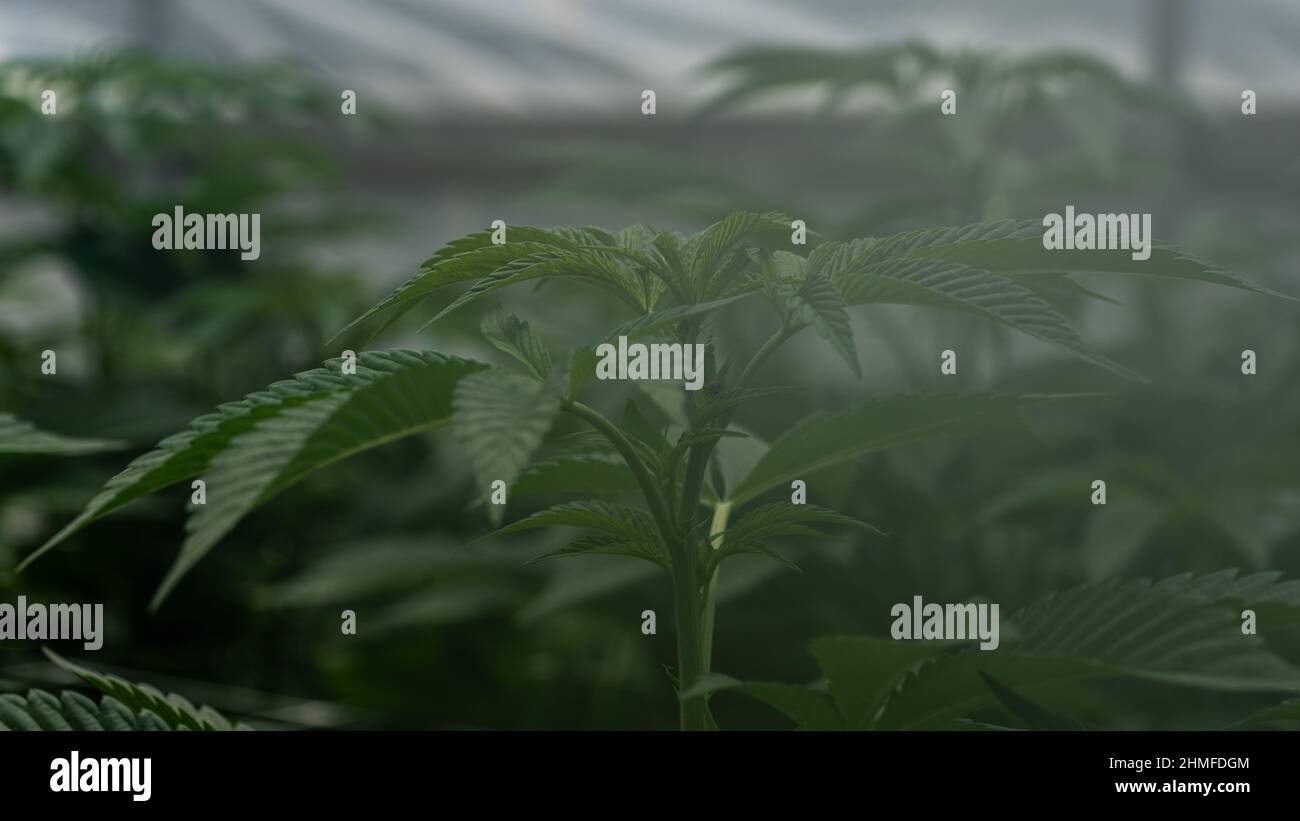 matin brumeux dans la plantation de marihuana dans une ferme légale en californie Banque D'Images