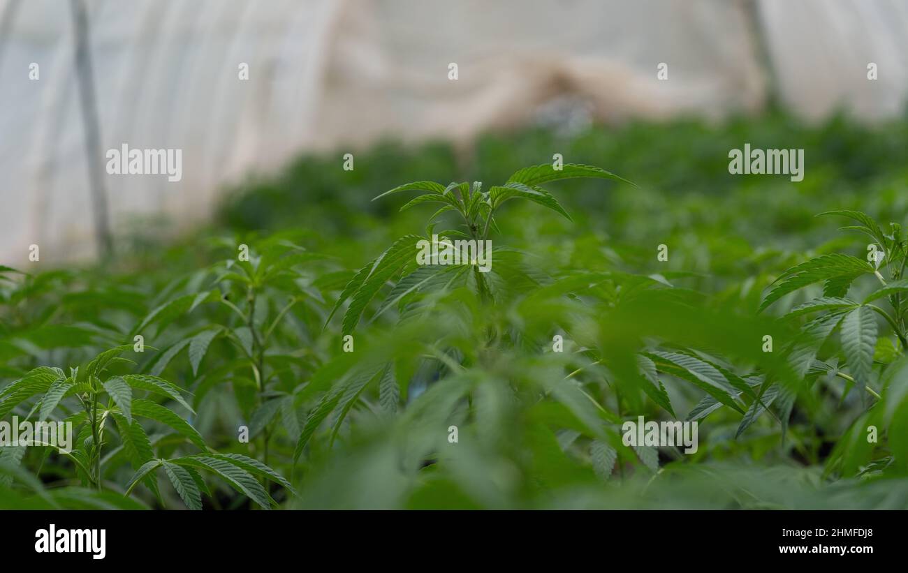 plantation de marihuana dans une ferme légale en californie Banque D'Images