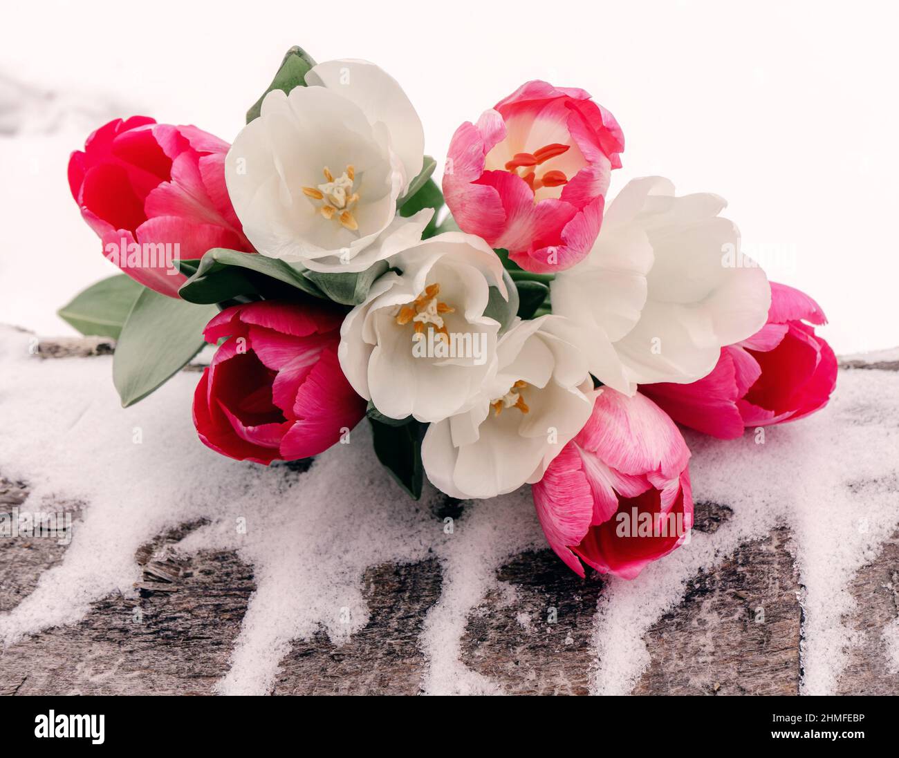 Joli bouquet délicat de tulipes dans la neige. Composition florale. Banque D'Images