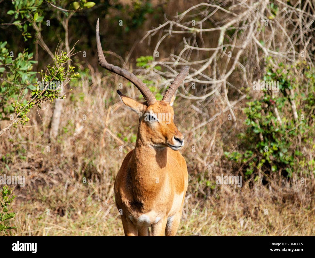 Le mélampus de l'impala Aepyceros est un antilope de taille moyenne que l'on trouve en Afrique orientale et australe. Photo sur safari au Kenya en Afrique Banque D'Images