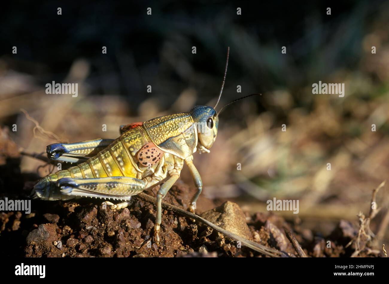 Sauterelle lubber des plaines (Brachystola magna, Romaleidae), Arizona du Sud, États-Unis Banque D'Images