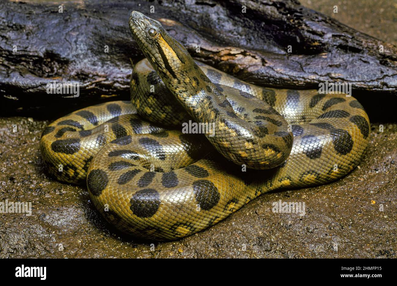 Anaconda (Eunectes murinus), Brésil Banque D'Images