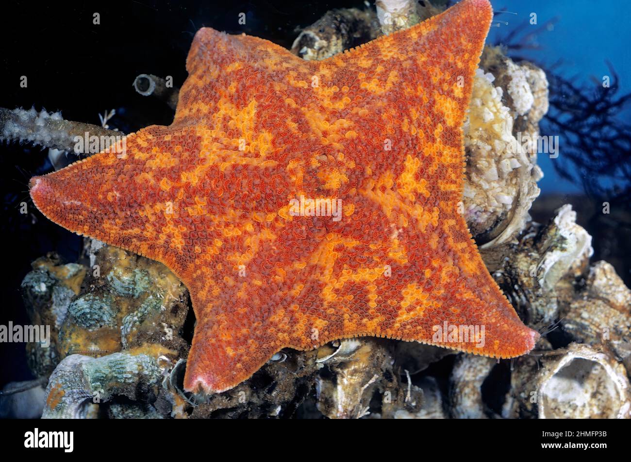 Chauve-souris Sea Star (Patiria miniata), Pacifique Banque D'Images