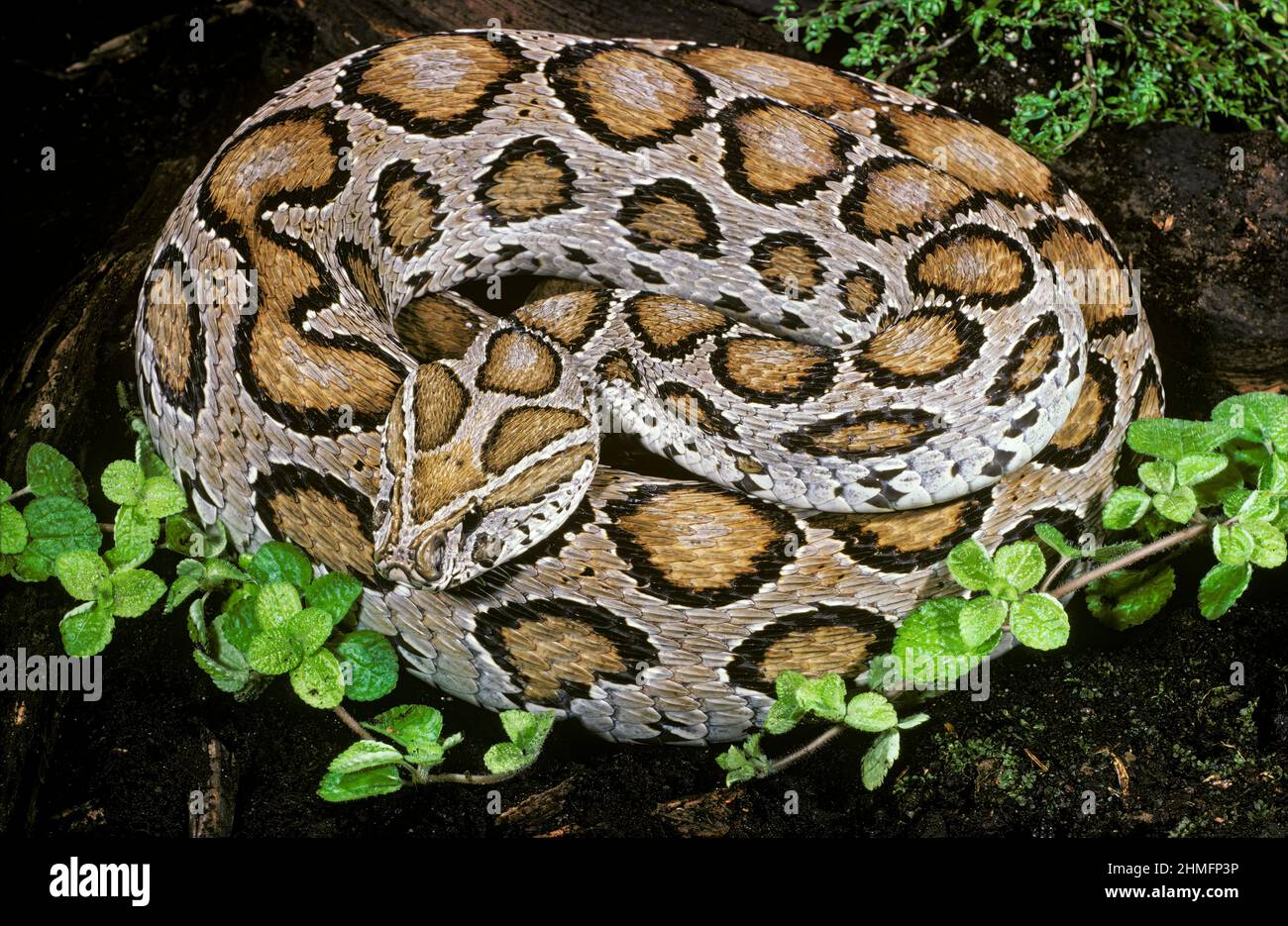 Viper de Russell (Daboia russelii), Inde Banque D'Images