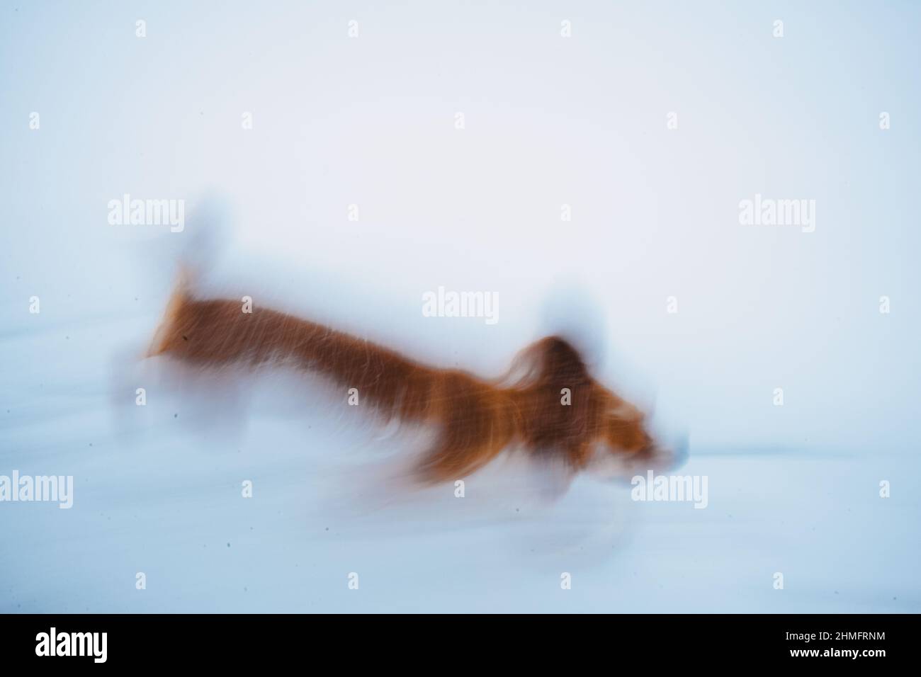 Spaniel dans la neige Banque D'Images