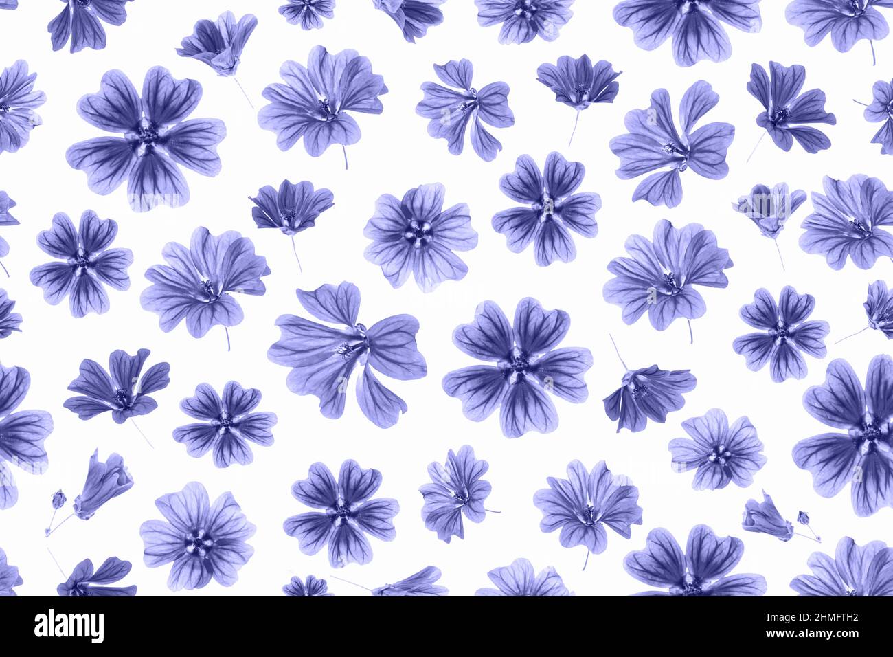 Motif de fleurs violettes sur fond blanc, comme toile de fond ou texture. Papier peint printemps, été. Vue de dessus Flat lay. Couleur tendance de l'année 2022. Banque D'Images