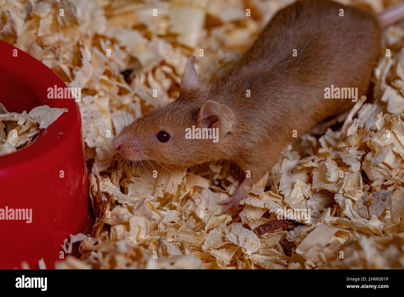 Petite souris de la maison de l'espèce Mus musculus Banque D'Images