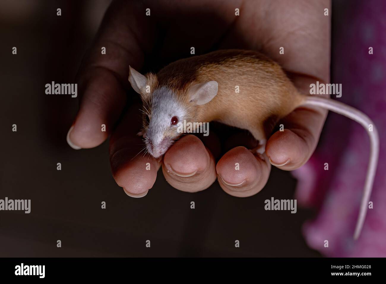 Petite souris de la maison de l'espèce Mus musculus Banque D'Images