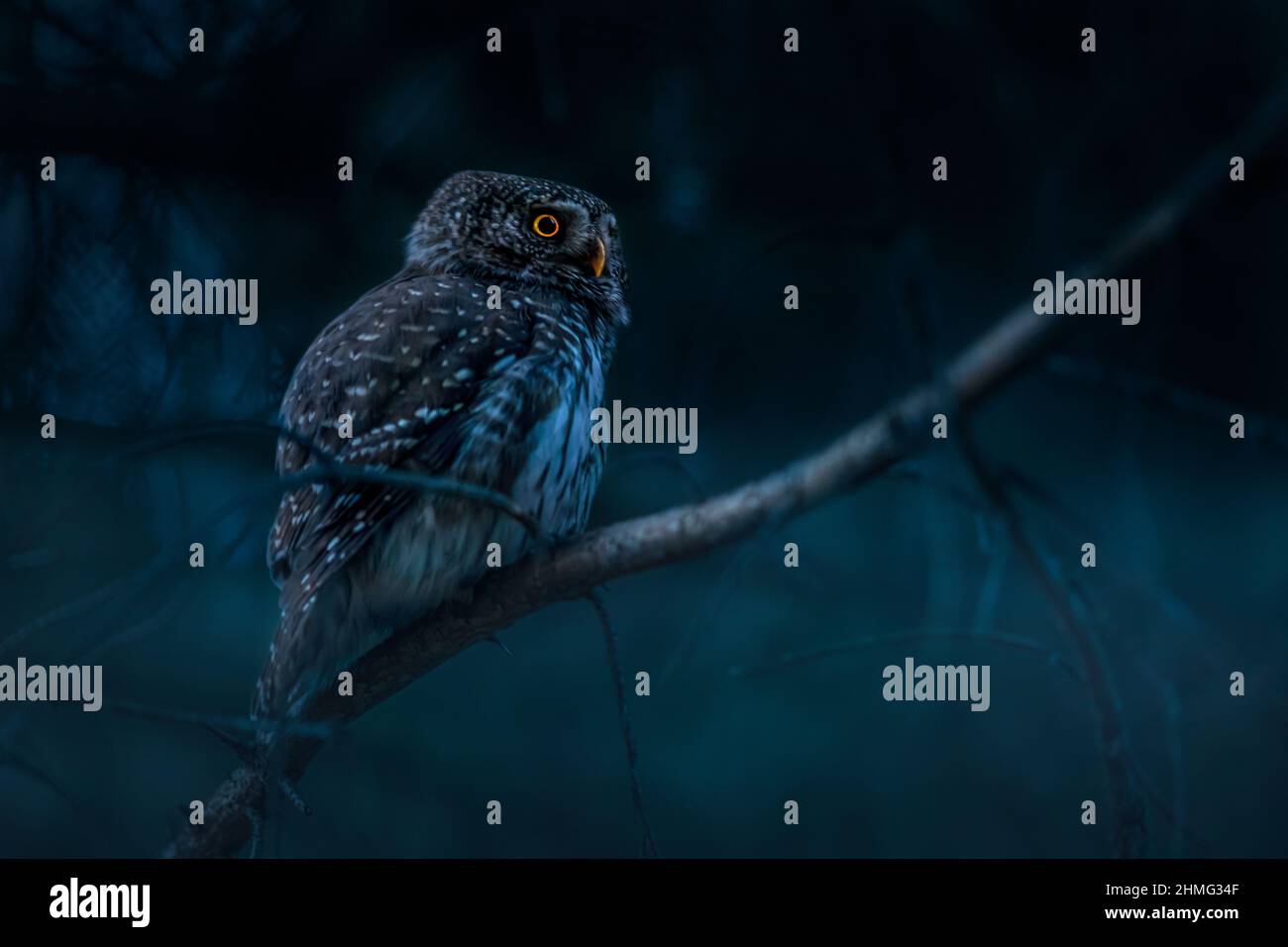 Hibou pygmée urasien (Glaucidium passerinum) Banque D'Images