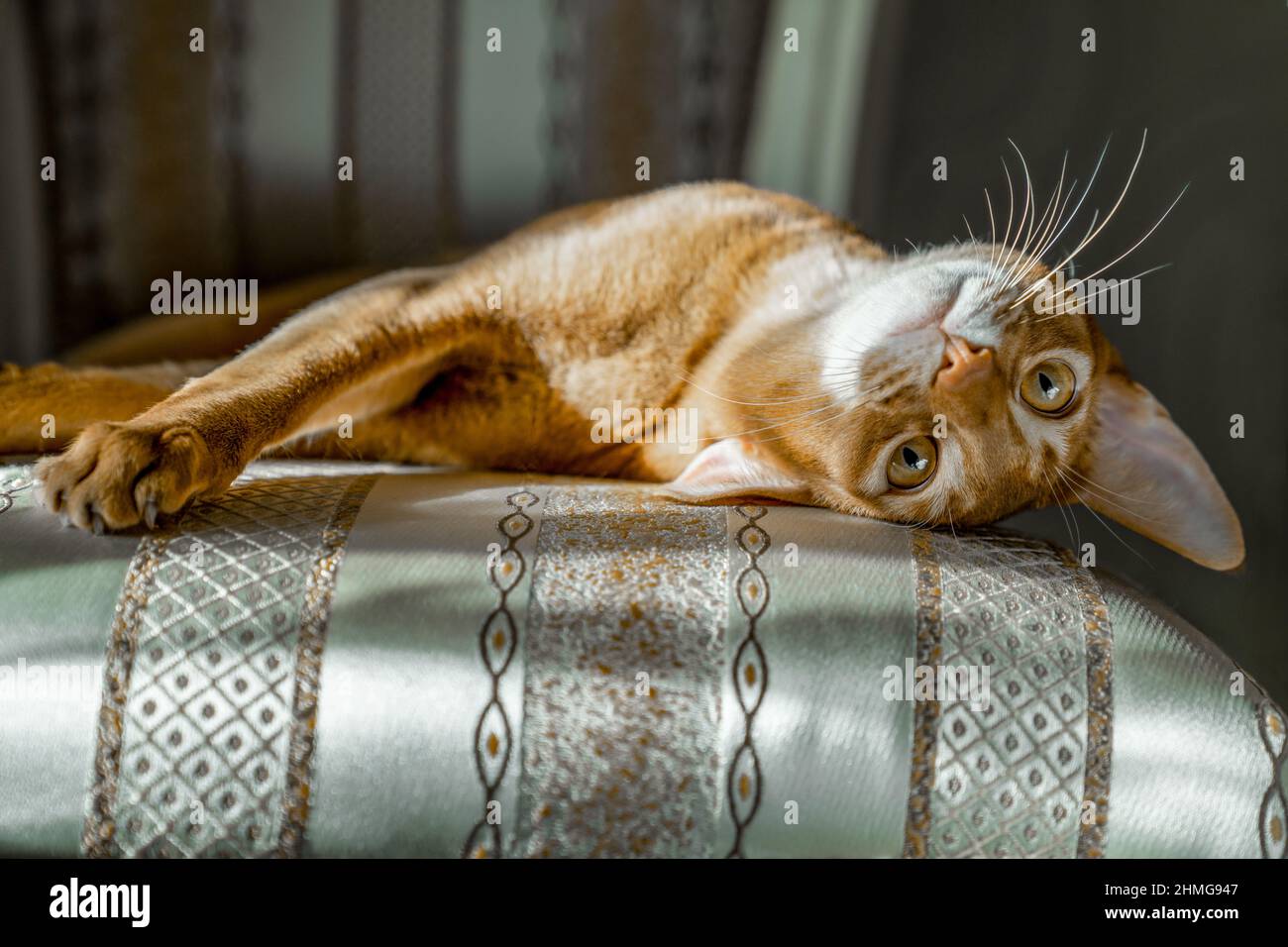 Le chat rouge de race abyssinienne repose sur une chaise dans une posture drôle. Caloose-up. Banque D'Images
