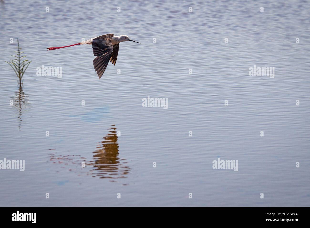 L'oiseau à ailes noires (Himantopus himantopus) en vol. Banque D'Images