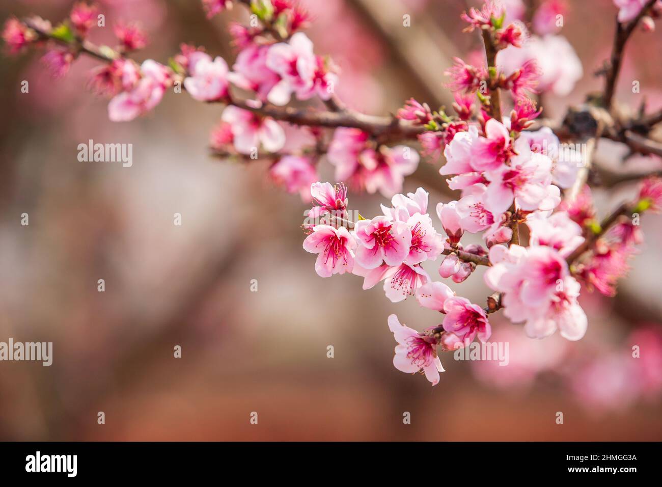 Fleur de la cerise de Peach dans les branches des arbres, fleurs roses en pleine floraison. Fleur de printemps. Dongchuan, Chine. Banque D'Images