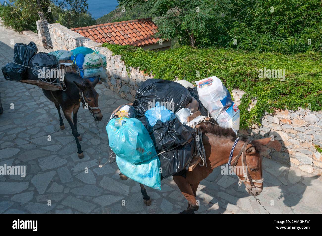 Mules chargées de déchets et de parcelles marchant sur l'île grecque d'Alonissos, dans les Sporades du Nord avec la mer égée en arrière-plan, la Grèce Banque D'Images