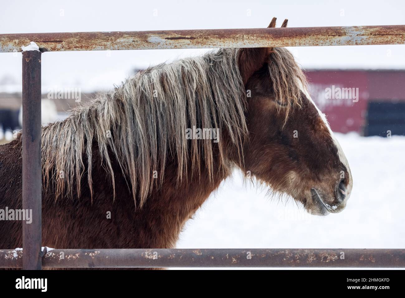 Tête de cheval de charrue à fourrure brune à la ferme en hiver Banque D'Images