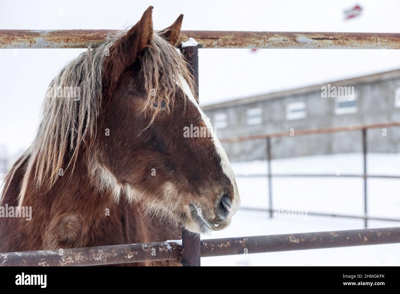 Tête de cheval de charrue à fourrure brune à la ferme en hiver Banque D'Images