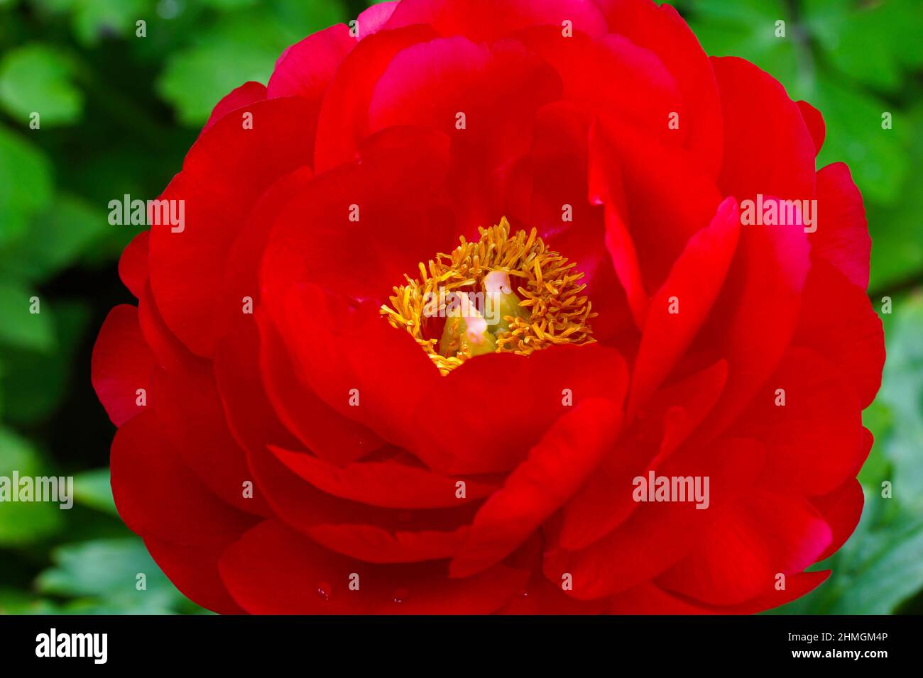 Paeonia Alexander Woollcott. Fleur de pivoine rouge. Banque D'Images
