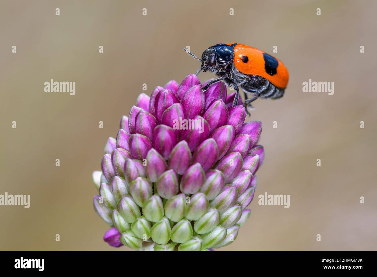 Sac ANT Beetle - Clytra Laeviuscula - sur oignon à tête ronde ou Leek à tête ronde - Allium Sphaerocephalon Banque D'Images