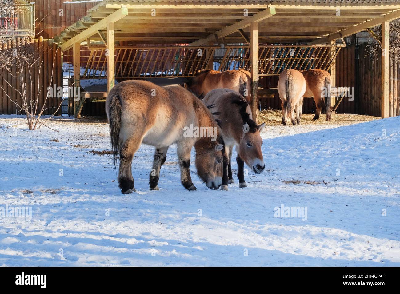 Les chevaux de Przewalski mangeant du foin au zoo en hiver, gros plan. Garder les animaux sauvages dans les parcs zoologiques. Cheval mongol sauvage avec une couleur dun Banque D'Images