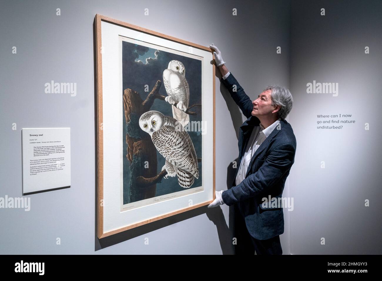 Expositions le conservateur Mark Glancy inspecte une assiette 121 qui présente une étude de Snowy Owl pendant la vue de presse de l'exposition oiseaux d'Amérique d'Audubon au Musée national d'Écosse, Édimbourg, Qui présentera 46 tirages non liés de la collection des Musées nationaux d'Écosse, dont la plupart n'ont jamais été exposés auparavant, ainsi qu'un volume limité rare du livre, en prêt de la Bibliothèque Mitchell. Birds of America de John James Audubon a été publié sous forme de série entre 1827 et 1838. Date de la photo : jeudi 10 février 2022. Banque D'Images