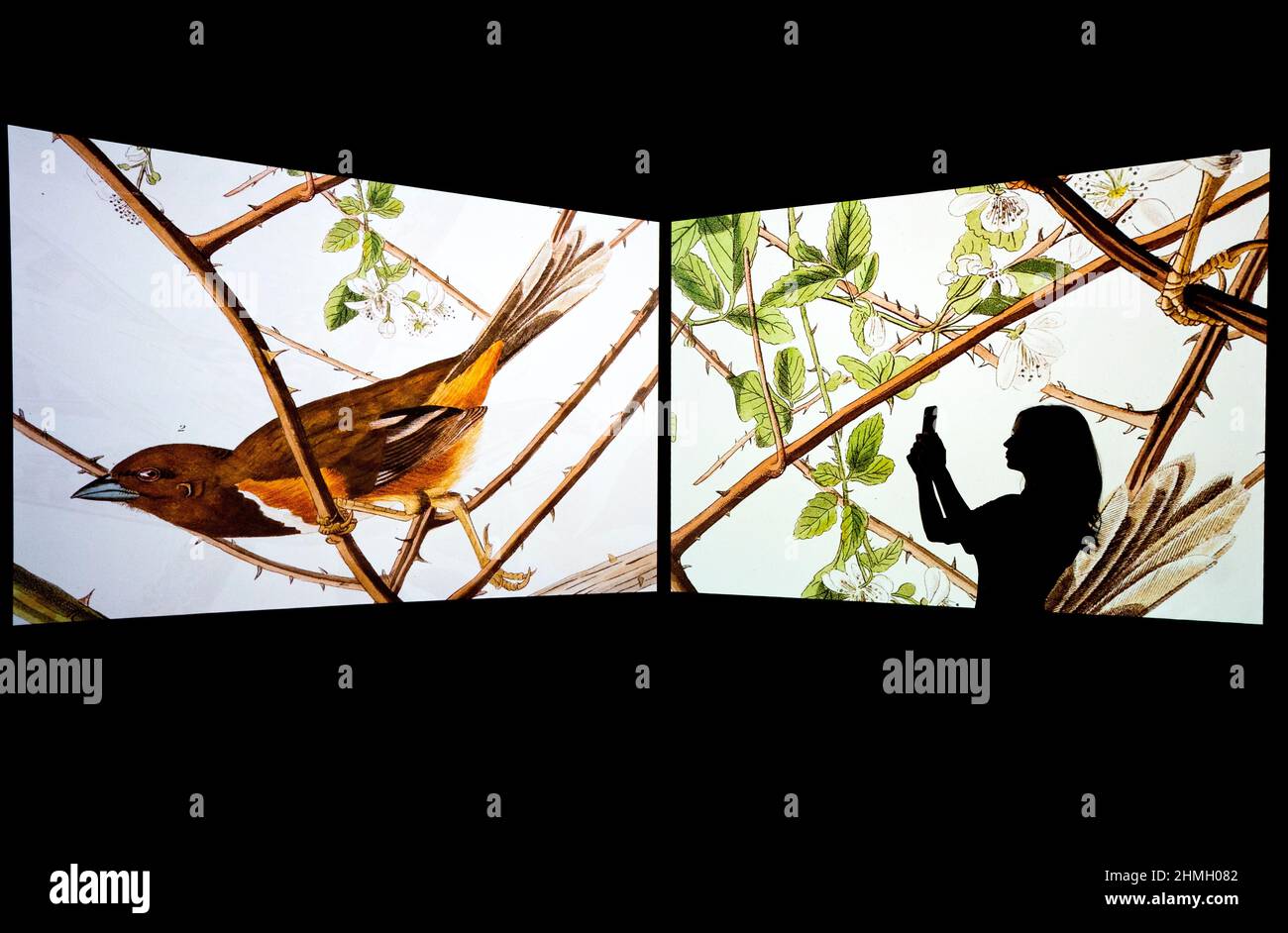 Alice Wyllie regarde des projections présentant les détails de certaines des plaques d'illustration lors du point de vue de la presse pour l'exposition oiseaux d'Amérique d'Audubon au Musée national d'Écosse, Édimbourg, Qui présentera 46 tirages non liés de la collection des Musées nationaux d'Écosse, dont la plupart n'ont jamais été exposés auparavant, ainsi qu'un volume limité rare du livre, en prêt de la Bibliothèque Mitchell. Birds of America de John James Audubon a été publié sous forme de série entre 1827 et 1838. Date de la photo : jeudi 10 février 2022. Banque D'Images