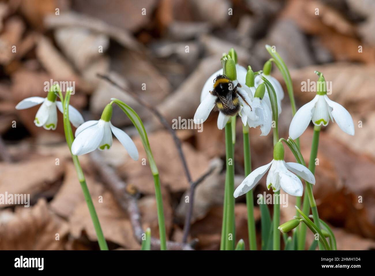 Première reine d'abeille (Bombus pratorum) reposant sur une fleur de neige (Galanthus) en février ou à la fin de l'hiver, Angleterre, Royaume-Uni Banque D'Images