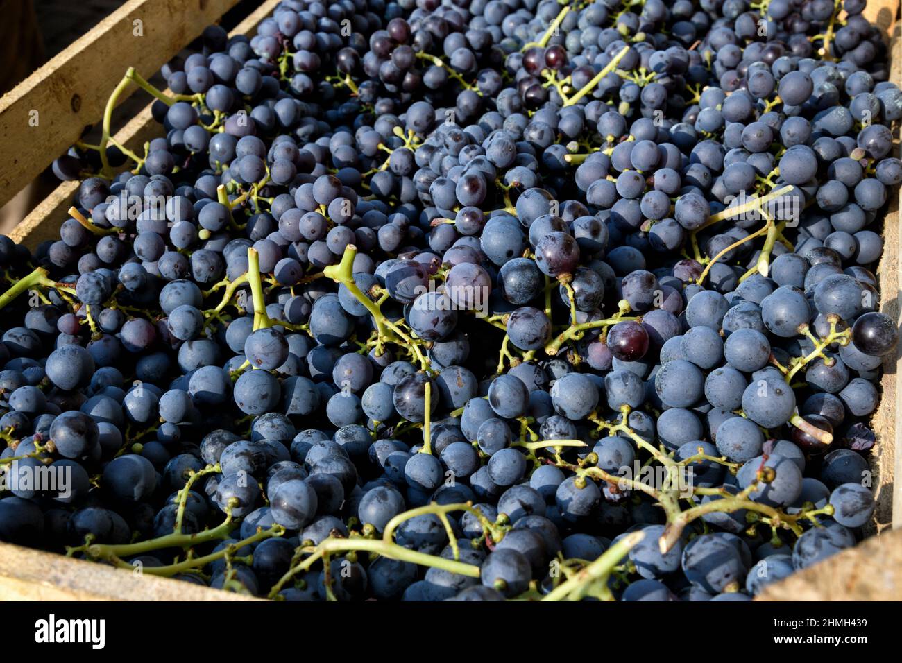 Du dessus du cadre plein des grappes de raisin noir dans une caisse en bois pendant la récolte en plein soleil Banque D'Images