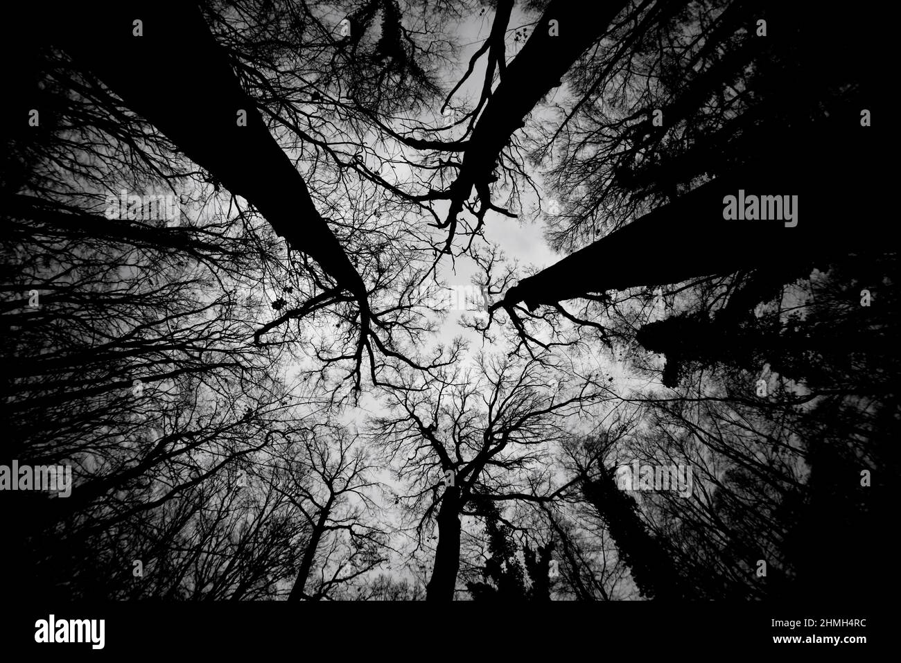 Arbres sans feuilles en hiver dans la forêt, noir et blanc Banque D'Images