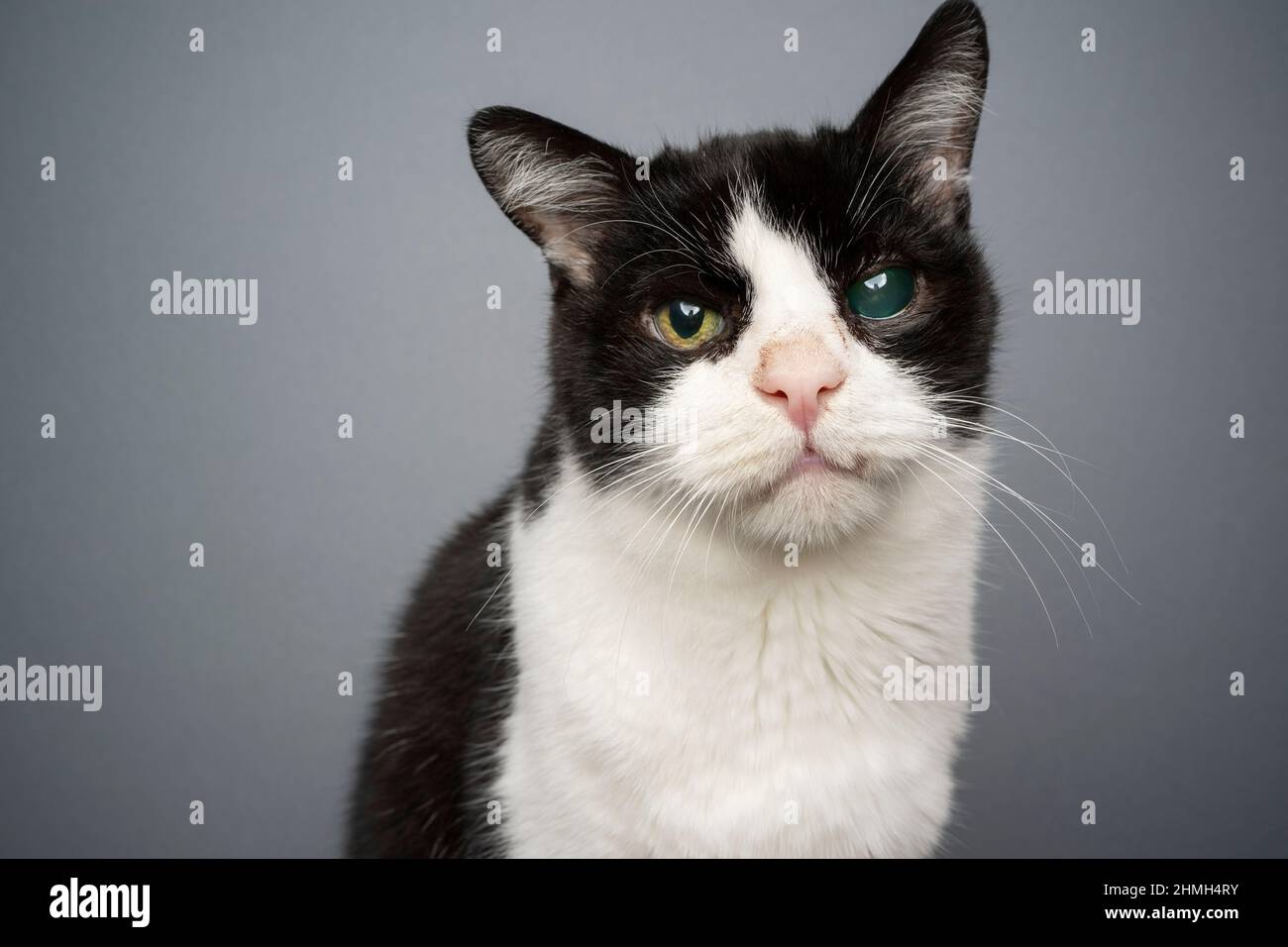 handicapé sauvé noir et blanc chat sans dents et aveugle dans un oeil avec la bouche ouverte collant hors de la langue portrait sur fond gris Banque D'Images