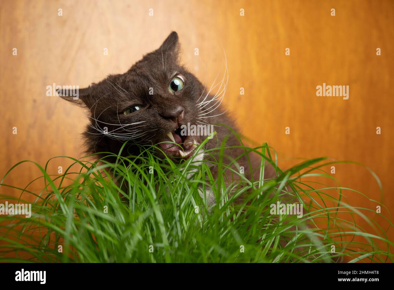 laperm chat mangeant l'herbe de chat avec la bouche ouverte faisant le visage drôle Banque D'Images